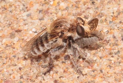 Sisyrnodytes sp.